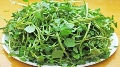 Người già có nên ăn nhiều cải xoong, củ cải?
