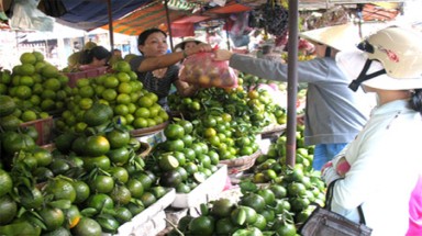 Cho ra hoa cam sành rải vụ