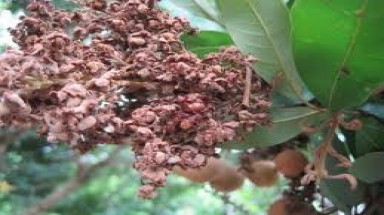  Nỗ lực phòng chống bệnh “chổi rồng” gây hại cây nhãn