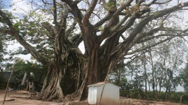  An Giang: Tìm cách cứu chữa cây da hơn 350 tuổi