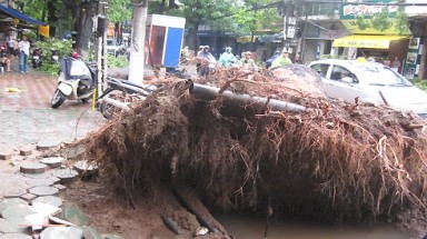 Cây cổ thụ đổ "hàng loạt" ở thủ đô là do đào xới vỉa hè?