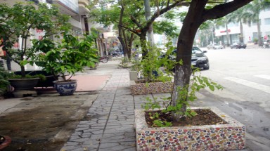  Quy hoạch cây xanh đô thị ở Hạ Long: Chưa đồng bộ và thiếu giám sát