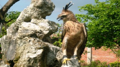  Chim lạ ở Bạc Liêu là diều núi