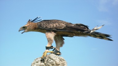   Bắt được chim lạ, nghi là đại bàng núi