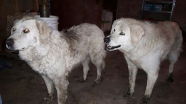 Chó thay chủ bảo vệ cả đàn cừu trong trận cháy rừng