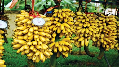 Về quê Chí Phèo ăn chuối ngự