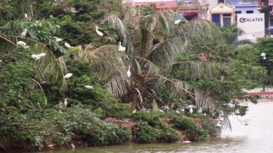 Độc đáo đảo cò giữa thành phố Hưng Yên