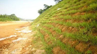  Cỏ dại ngoại lai “truyền bệnh” vào loài bản địa