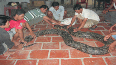  Trăn gần 100kg ở Sóc Trăng là trăn đất