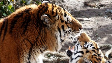  Cọp vườn thú xổng chuồng cắn chết người