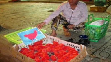   TPHCM: Xuất hiện “Gà lông nhung” 