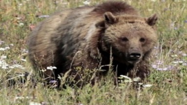  Bị gấu tấn công tới chết vì đứng chụp ảnh quá gần