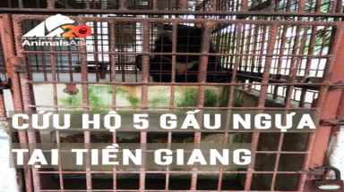 Cứu hộ 5 cá thể gấu ngựa tại tỉnh Tiền Giang