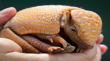  Ấn tượng về con Tatu 8 tuần tuổi trong vườn thú Mỹ