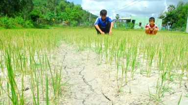 Quảng Nam phòng chống hạn, mặn xâm nhập