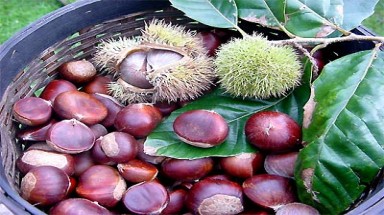 Công bố Top 10 đặc sản thiên nhiên nổi tiếng Việt Nam