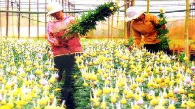  Cây trồng biến đổi gen cho hiệu quả kinh tế cao 