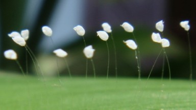 Hoa "3.000 năm mới nở" thực chất là một loại nấm?