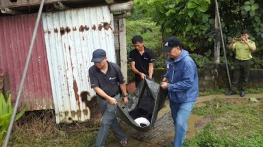 Cứu hộ thành công một cá thể gấu ngựa tại thị trấn Sìn Hồ, Lai Châu
