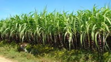  Phú Yên: Điều chỉnh quy hoạch vùng nguyên liệu mía 