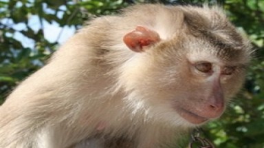  Thả cá thể khỉ đuôi lợn quý hiếm về rừng tự nhiên