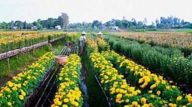 Sạt lở nghiêm trọng, nguy cơ “xóa sổ” làng hoa An Thạnh, An Giang