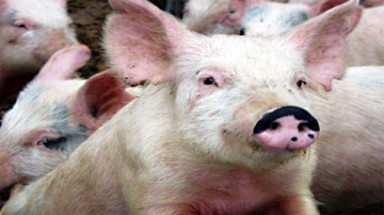  Phú Thọ công bố hết dịch lợn tai xanh