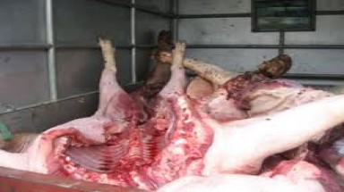  Ăn thịt lợn chết, 1 người chết, 4 người nhập viện