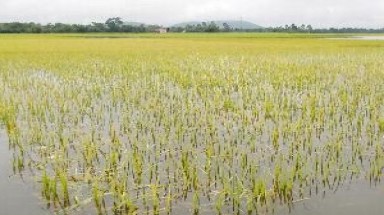 Mưa lớn khiến gần 3.000 ha lúa ở Hải Phòng bị ngập