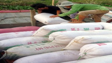  Giá lúa lại bắt đầu giảm