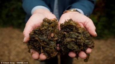 Kỳ lạ trận mưa... tảo biển