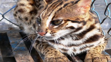  Phát hiện mèo cá quý hiếm tuyệt đẹp ở VN