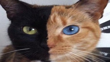  Con mèo có hai mặt