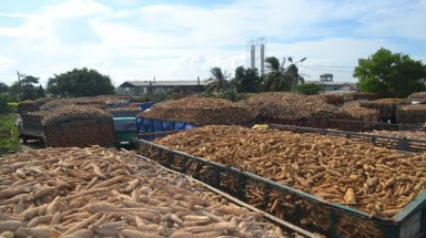  Tăng cường kiểm tra, giám sát việc xử lý nước thải của các doanh nghiệp chế biến mủ cao su và tinh bột mì 