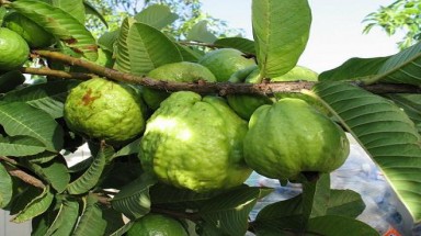 Ăn quả chát dễ tắc ruột?