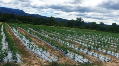 Kế hoạch vườn ớt nghìn tỷ của Bầu Đức giờ ra sao?