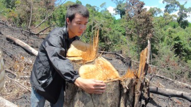 176 vụ phá rừng trong vòng 8 tháng