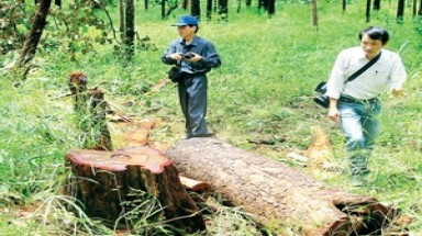 Lâm tặc "đại náo" khu rừng cấm lớn nhất cả nước