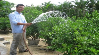 Thoát nghèo nhờ trồng quất cảnh