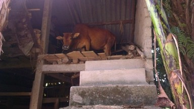 Quê nghèo xây 'nhà lầu' cho gia súc