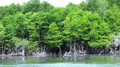  Kiên Giang quy hoạch bảo vệ và phát triển rừng