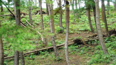  Kon Tum: Ong ăn lá phá hoại trên 20 ha rừng thông 