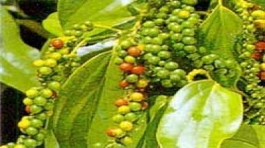  Phú Quốc phát triển mạnh cây hồ tiêu