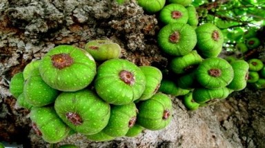 8 loại quả giúp tăng ham muốn "chuyện ấy", Việt Nam vừa nhiều vừa rẻ