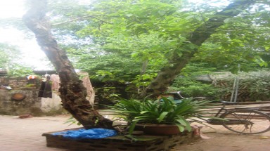 Kỳ lạ cây sung lúc sống, lúc chết ”dọa” người