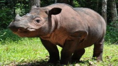 Phát hiện loài tê giác sắp tuyệt chủng sau 26 năm vắng bóng