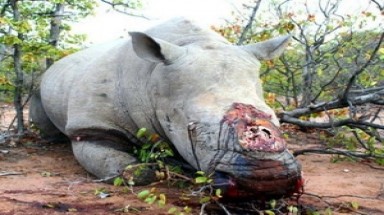  Nam Phi: Phát hiện thêm 7 xác tê giác tại công viên