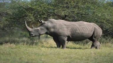  VN-Nam Phi sắp ký MoU ngăn buôn bán sừng tê giác