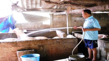   Thầy giáo về quê nuôi lợn