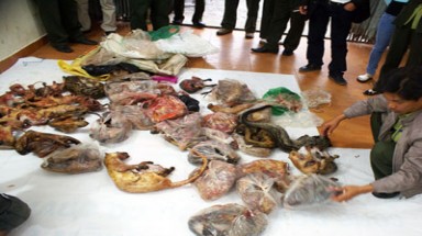  Thu giữ hàng trăm ký thịt thú rừng